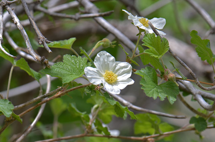 New Mexico Raspberry is a perennial shrub of the Rose family with erect stems often with shredding bark and few or no prickles. Rubus neomexicanus New Mexico Raspberry is a perennial shrub of the Rose family with erect stems often with shredding bark and few or no prickles. Rubus neomexicanus